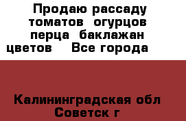 Продаю рассаду томатов, огурцов, перца, баклажан, цветов  - Все города  »    . Калининградская обл.,Советск г.